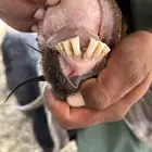 عنز متاوم معها تيس وجفره