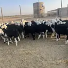 مراح نجد بفحولها