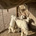 طليان حريه ( تم البيع ) دف