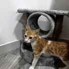 قط مفقود راعيه يكلمني