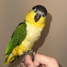 كايك بلاك هيد تم البيع