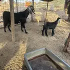 عنز خلفه معها تيس تم البيع