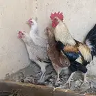 دجاج بلدي ترثه