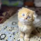 قطط سكوتش كيتن قطه فولد