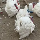 ديوك رومي العمر من 6اشهر ونص الى 8 اشهر
