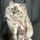 قطة للبيع شاملة أغراضها