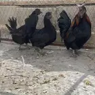 طقم حباحب أسود مستوى طيب