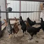 دجاج تركي