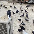 حمام قطيفي   قطايف   قلابي