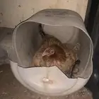 دجاج بلدي بياض ورجان