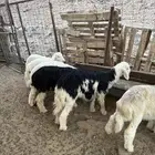 ذبايح
