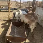 سواكن جذعان