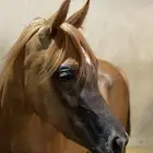 مهره واهو فاخرة للبيع