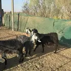 معزاء مراح