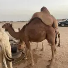 قعود يصلح مشروع فحل