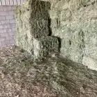 برسيم نظيف العدد تقريبا 350