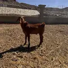 تيس محايلي ادهم