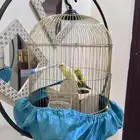 طيور الحب مع القفص