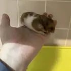 هامستر أليف جدا  ولطيف الشكل