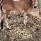 بقره حايل