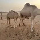 حاشي لباني فل شحم للبيع شرق الرياض