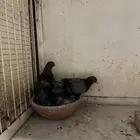 زوج صنعاني
