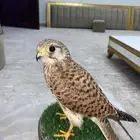 باشق الصحه 100 با 100