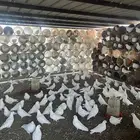 حمام فرنسي