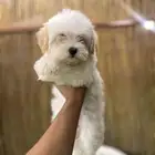 كلاب مالتي بو تيكب