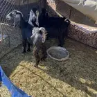 معزا عارضيات