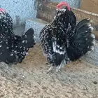 دجاج بوم