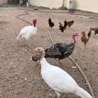 دجاج رومي
