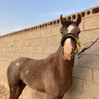 مهر واهو جزيري