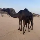 خلفه مجهم