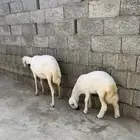 نعجه تحتها رخله