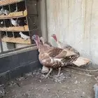 دجاج رومي