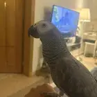 ببغاء كاسكو