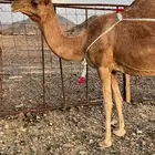 خلفه حمرا ساحليه من بل وادي الحمض من 12500 تم البيع