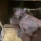فروخ كويكر