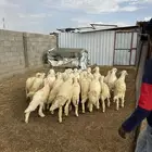 طليان ذبايح كفو