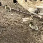 بط معاه صوص