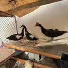 للبيع اناثي بط مسكوف