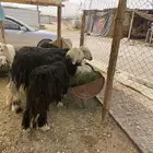 البيع نجد