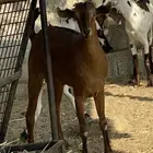 ذبايح. للبيع موقع المجارده خلف الرايه. متوفر تابي وتمارا.