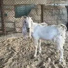 تيوس سكين مغلقه بلديه