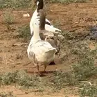 وز ذكر و2 إناثي منتج للبيع