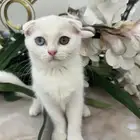 كيتن سكوتش فولد