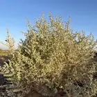 غل لاسترالي العملاق