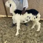 مشروع فحل نجدي