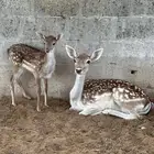 غزلان فلودير هولندي